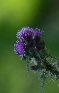 Photographie n°1686930 du taxon Cirsium palustre (L.) Scop. [1772]