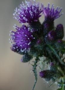 Photographie n°1686934 du taxon Cirsium palustre (L.) Scop. [1772]