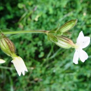 Photographie n°1687081 du taxon Silene latifolia subsp. alba (Mill.) Greuter & Burdet [1982]