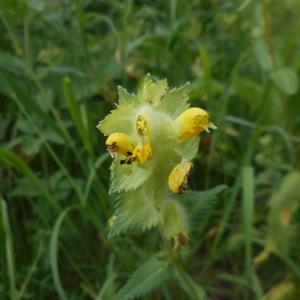 Photographie n°1687261 du taxon Rhinanthus alectorolophus (Scop.) Pollich [1777]