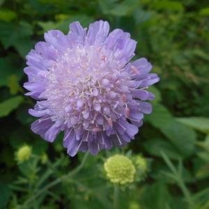 Photographie n°1687344 du taxon Knautia arvensis (L.) Coult. [1828]