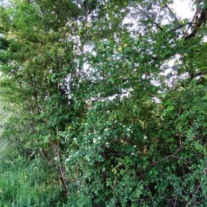 Photographie n°1687590 du taxon Cornus sanguinea L.