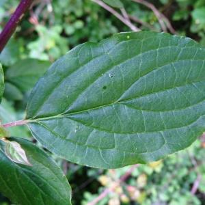 Photographie n°1687655 du taxon Cornus sanguinea L.