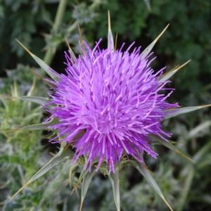 Photographie n°1687736 du taxon Silybum marianum (L.) Gaertn. [1791]