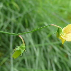 Photographie n°1687824 du taxon Lathyrus annuus L. [1753]