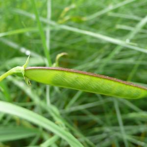 Photographie n°1687829 du taxon Lathyrus annuus L. [1753]