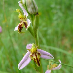 Photographie n°1687845 du taxon Ophrys apifera var. trollii (Hegetschw.) Rchb.f. [1851]