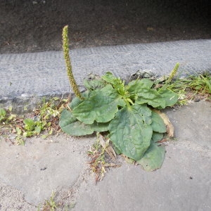 Photographie n°1690596 du taxon Plantago major L.