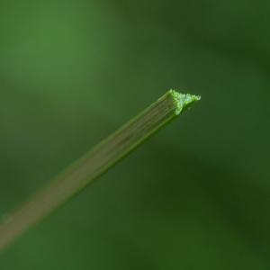 Photographie n°1691460 du taxon Carex otrubae Podp. [1922]