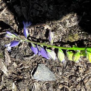 Photographie n°1692308 du taxon Polygala vulgaris L. [1753]