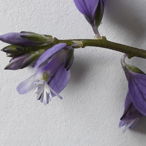 Photographie n°1692309 du taxon Polygala vulgaris L. [1753]