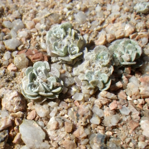 Photographie n°1692711 du taxon Filago tyrrhenica Chrtek & Holub [1963]