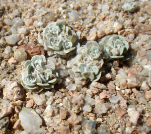 Liliane Roubaudi, le  2 mai 2017 (Bonifacio)