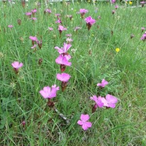 Photographie n°1692817 du taxon Dianthus carthusianorum L. [1753]