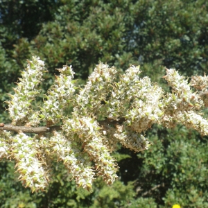 Photographie n°1692866 du taxon Tamarix africana Poir. [1789]