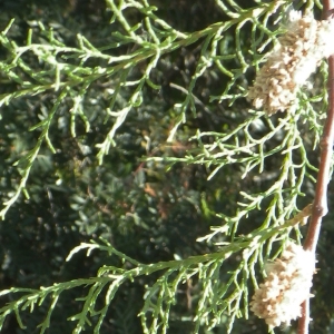 Tamarix africana Poir. (Tamaris d'Afrique)