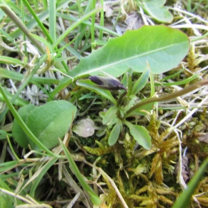 Photographie n°1693087 du taxon Viola tricolor L. [1753]