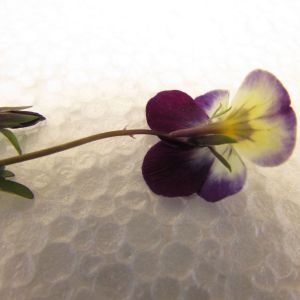 Photographie n°1693090 du taxon Viola tricolor L. [1753]