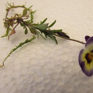 Photographie n°1693091 du taxon Viola tricolor L. [1753]
