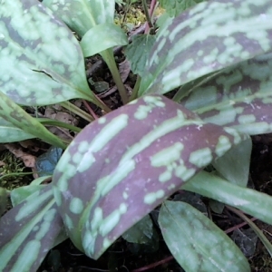 Photographie n°1694701 du taxon Erythronium dens-canis L.