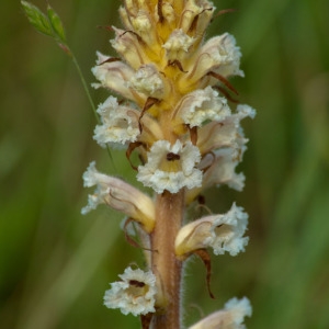 Photographie n°1694846 du taxon Orobanche picridis F.W.Schultz [1830]