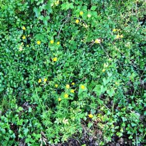Photographie n°1695324 du taxon Ranunculus acris L. [1753]