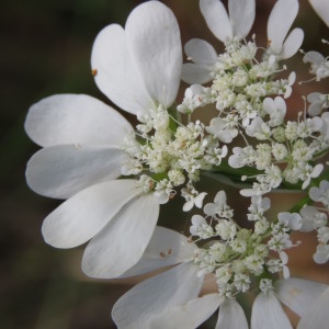 Photographie n°1695387 du taxon Orlaya grandiflora (L.) Hoffm. [1814]