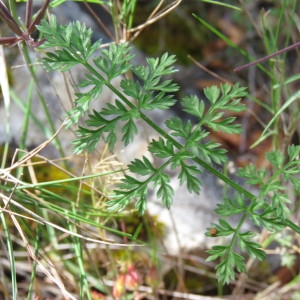 Photographie n°1695394 du taxon Orlaya grandiflora (L.) Hoffm. [1814]