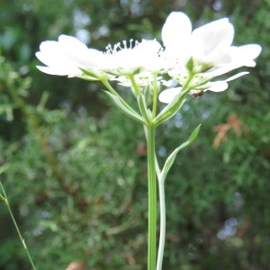 Photographie n°1695398 du taxon Orlaya grandiflora (L.) Hoffm. [1814]