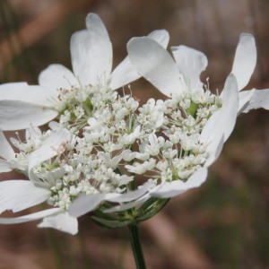 Photographie n°1695401 du taxon Orlaya grandiflora (L.) Hoffm. [1814]