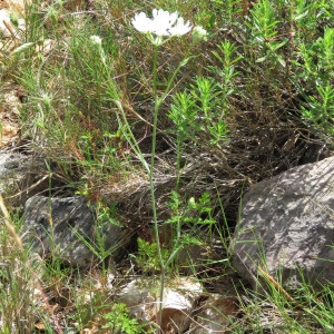 Photographie n°1695407 du taxon Orlaya grandiflora (L.) Hoffm. [1814]