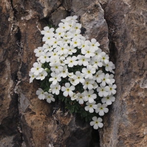 Androsace cylindrica subsp. hirtella (Dufour) Greuter & Burdet (Androsace hérissée)