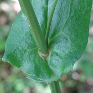 Photographie n°1695672 du taxon Rumex acetosa subsp. acetosa 