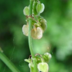 Photographie n°1695675 du taxon Rumex acetosa subsp. acetosa 