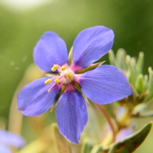 Photographie n°1696589 du taxon Lysimachia arvensis (L.) U.Manns & Anderb. [2009]