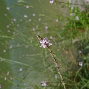 Photographie n°1696913 du taxon Verbena officinalis L. [1753]