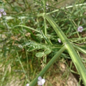 Photographie n°1696914 du taxon Verbena officinalis L. [1753]