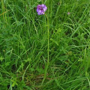 Photographie n°1697549 du taxon Anacamptis pyramidalis (L.) Rich. [1817]