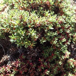 Photographie n°1703406 du taxon Limonium bonifaciense Arrigoni & Diana [1993]