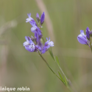 Photographie n°1707443 du taxon Polygala vulgaris L. [1753]