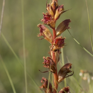 Photographie n°1707921 du taxon Orobanche teucrii Holandre [1829]