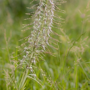 Photographie n°1707922 du taxon Himantoglossum hircinum (L.) Spreng. [1826]