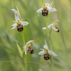  - Ophrys apifera var. aurita Moggr. [1869]