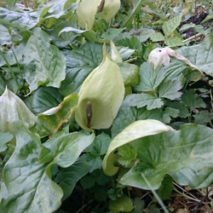 Photographie n°1708952 du taxon Arum maculatum L. [1753]