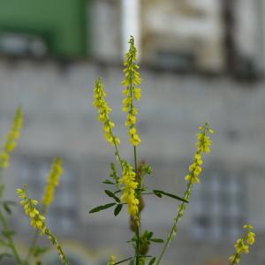 Photographie n°1710672 du taxon Melilotus officinalis (L.) Lam. [1779]