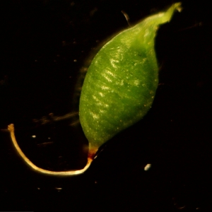 Photographie n°1710676 du taxon Melilotus officinalis (L.) Lam. [1779]