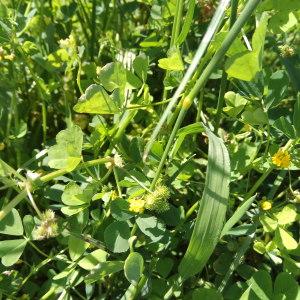 Photographie n°1710733 du taxon Medicago arabica (L.) Huds. [1762]