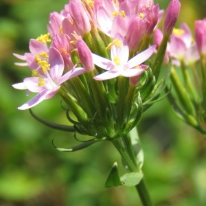 Photographie n°1710951 du taxon Centaurium erythraea Rafn [1800]