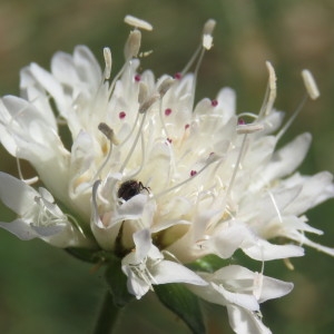 Photographie n°1711240 du taxon Knautia arvensis (L.) Coult. [1828]