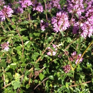 Photographie n°1711659 du taxon Thymus serpyllum L. [1753]